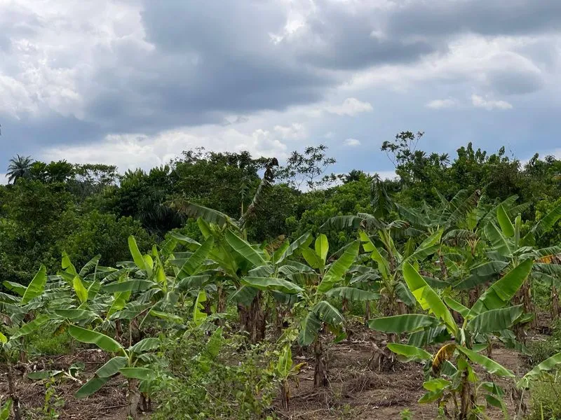 Picture of our land in Nigeria